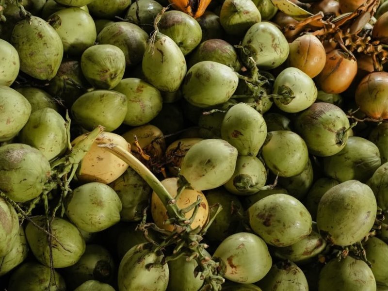 Whole young coconut