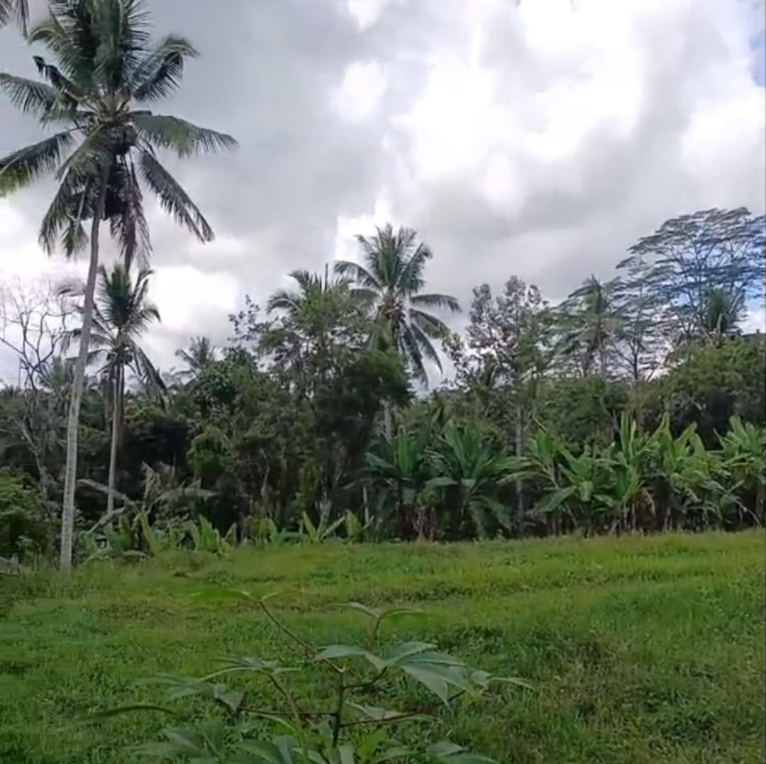 PAYANGAN LAND FOR SALE CLOSE TO ALILA UBUD