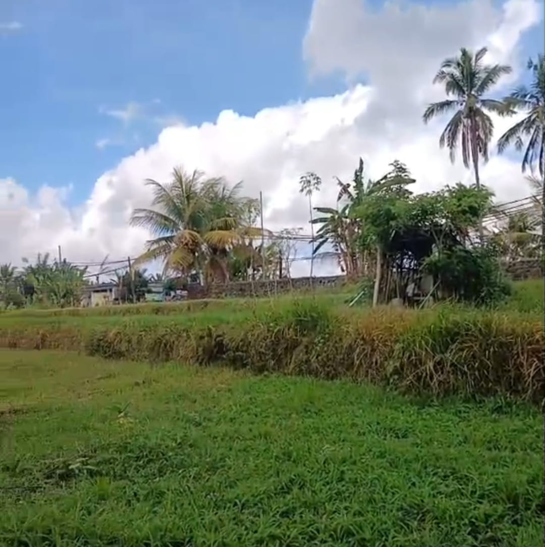 PAYANGAN LAND FOR SALE CLOSE TO ALILA UBUD