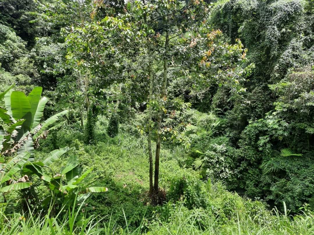 PAYANGAN LAND FOR HOTEL & RESORT DEVELOPMENT