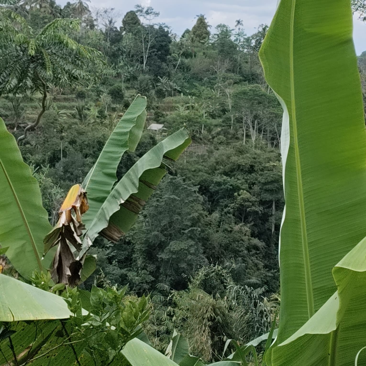 PAYANGAN LAND FOR HOTEL & RESORT DEVELOPMENT
